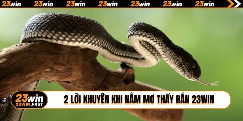 2 lời khuyên khi nằm mơ thấy rắn 23WIN