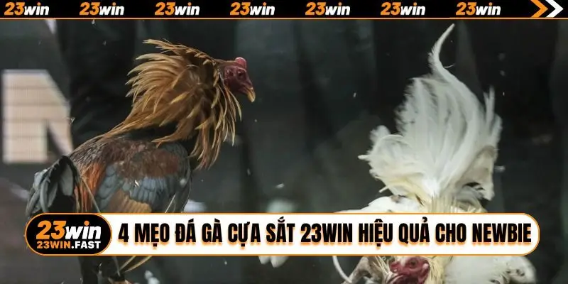 4 mẹo đá gà cựa sắt 23WIN hiệu quả cho newbie