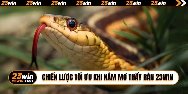 Chiến lược tối ưu khi nằm mơ thấy rắn 23WIN