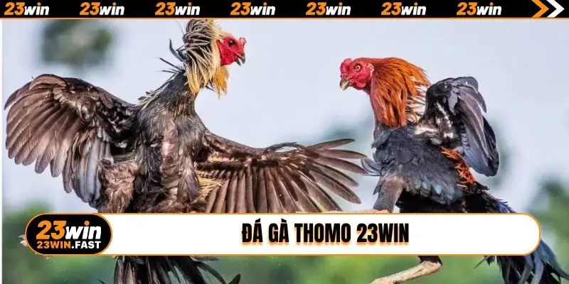 da ga thomo 23win