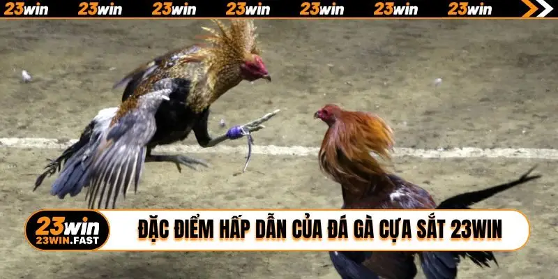 Đặc điểm hấp dẫn của đá gà cựa sắt 23WIN