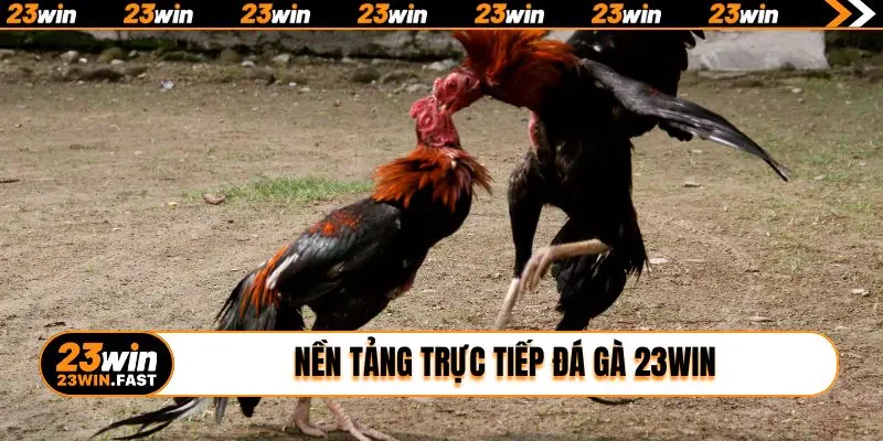 Nền tảng trực tiếp đá gà 23win đỉnh cao châu Á
