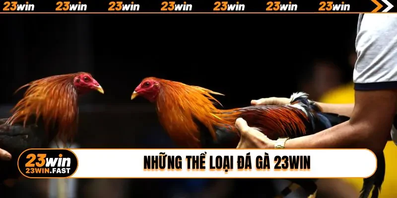 Những thể loại đá gà 23win được phát sóng nhiều